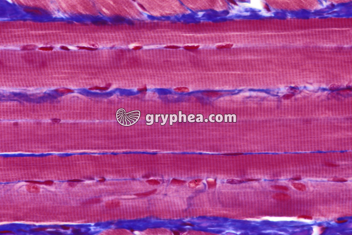 Fibres musculaires striées x160 - gryphea.com